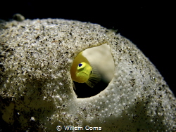 Yellow Pygmy Goby.
Olympus TG5 in Sea Frogs housing, Bac... by Willem Ooms 